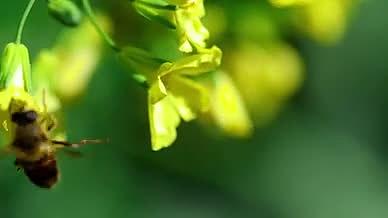 高清实拍蜜蜂采蜜视频的预览图